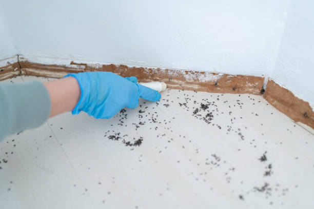 Real Estate Pest Inspections in Newark, CA